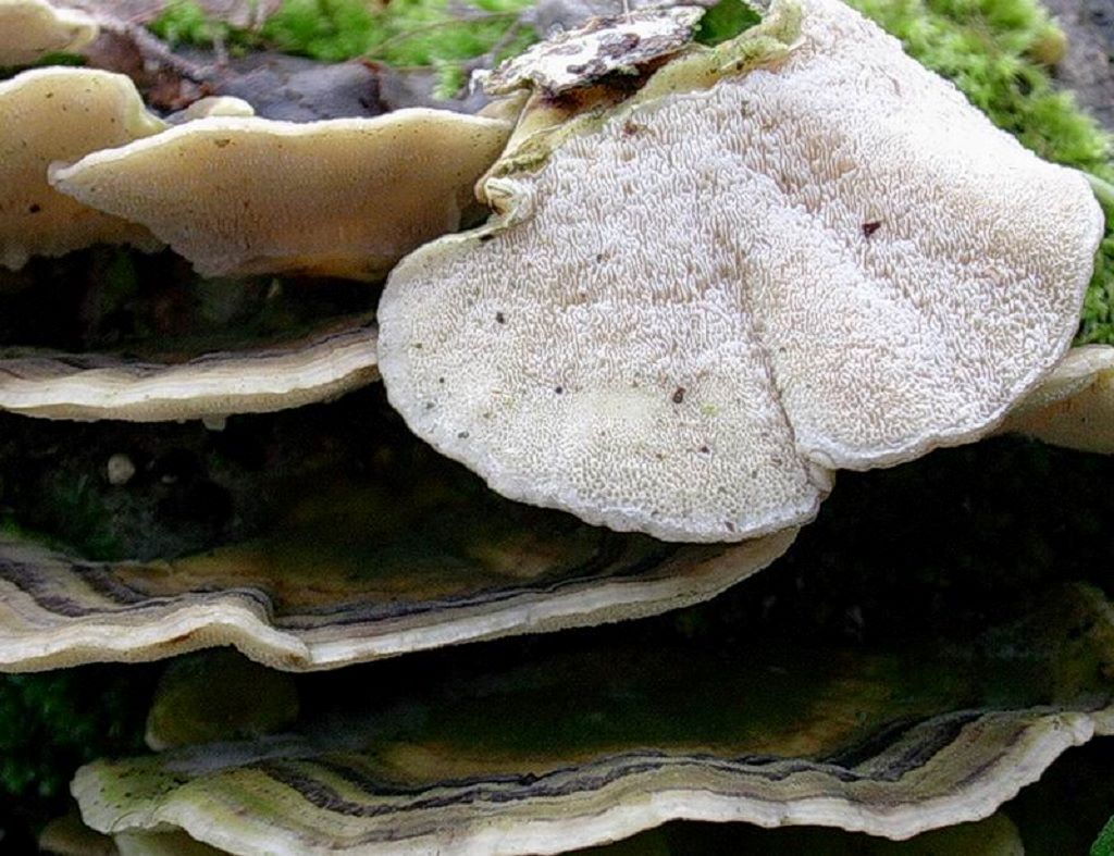 1959 Aprile vecchio ritrovamento